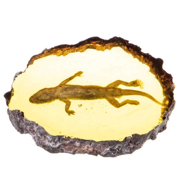 Resin Bernsteinimitat mit echtem Gecko ZP312